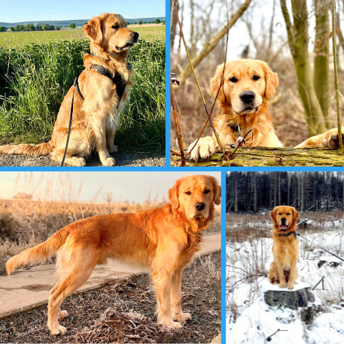 Bucky Arthrobonum Dog